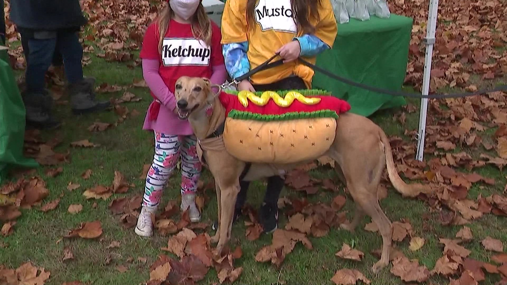 Mutts strut their stuff at second annual dog costume contest in Florham Park, Florham Park Eagle News