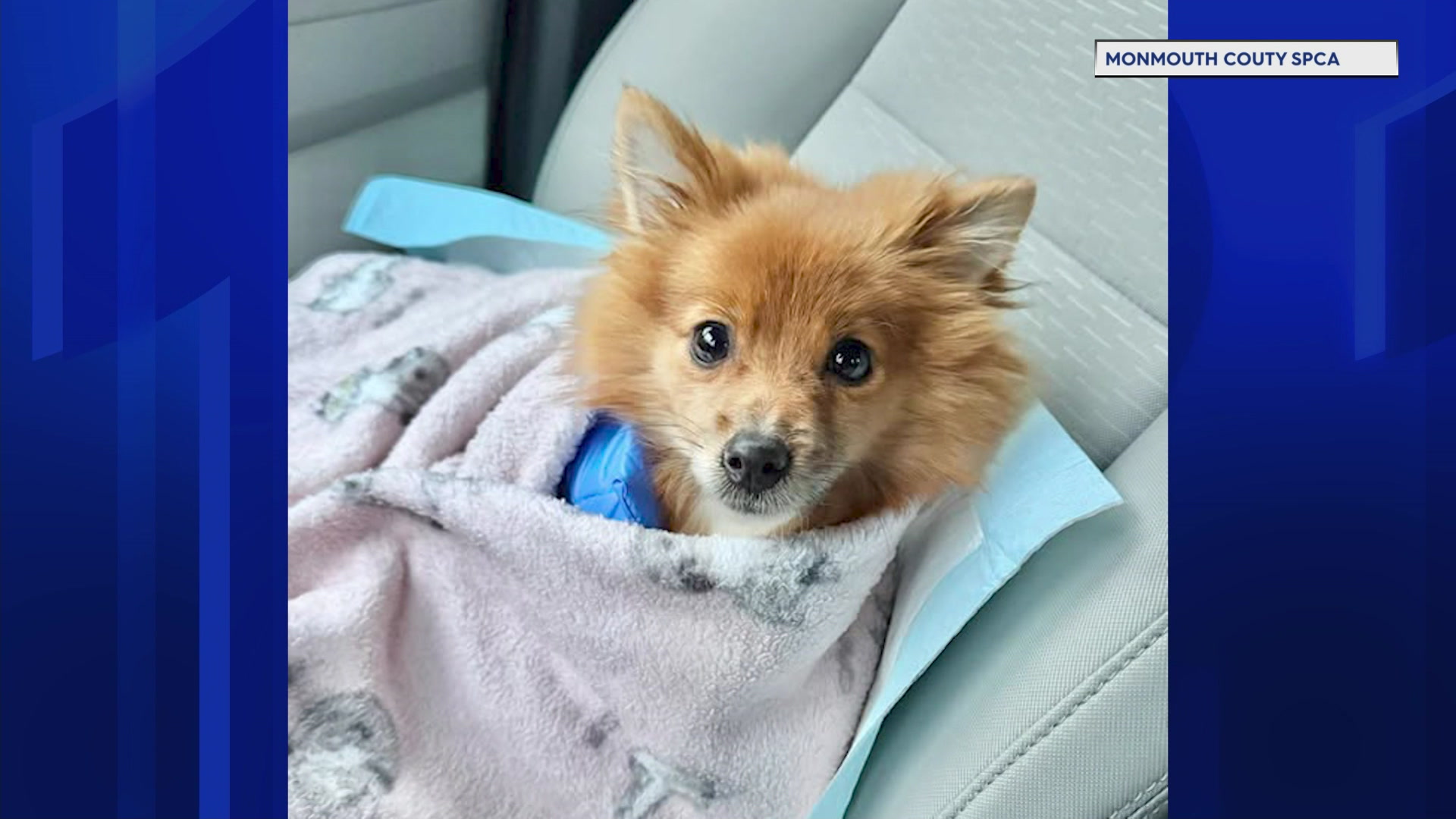 44njdogabandoned_2026-04-04-06-07-34