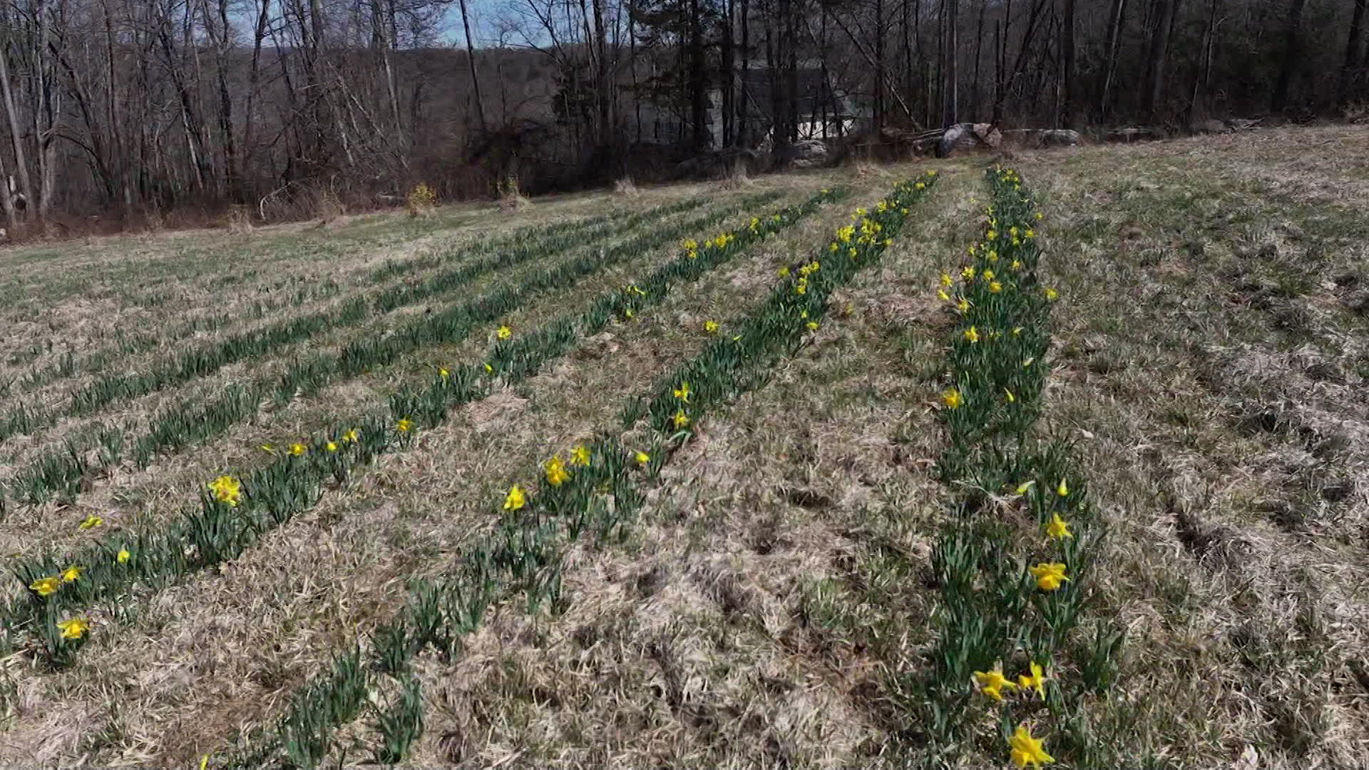 RoadTripHalfingerFarm_2025-04-03-05-34-50