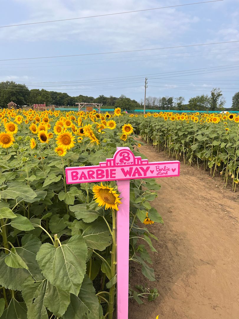 Preview: 10-acre Barbie corn maze opening in Monmouth County this fall