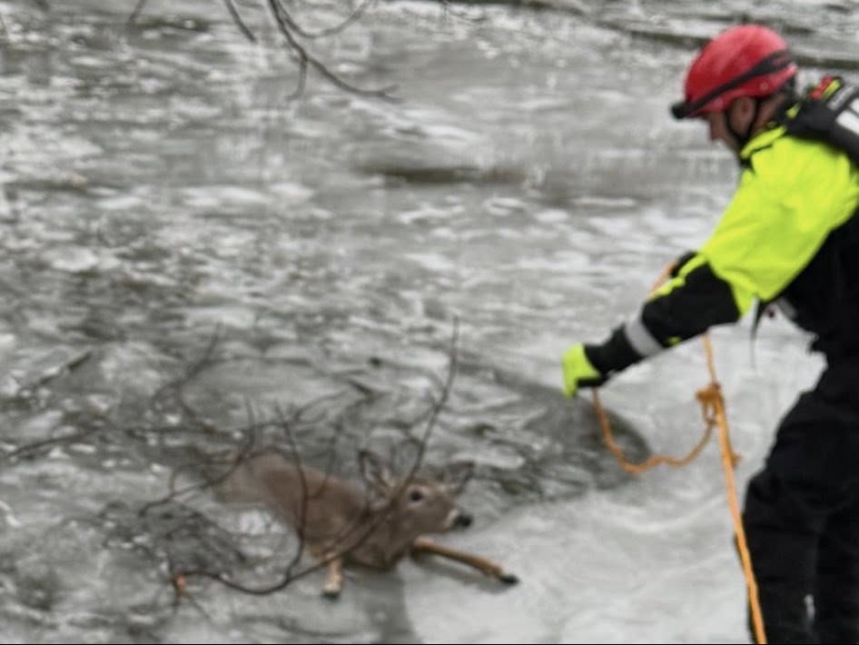 Deer saved S. Bound Brook