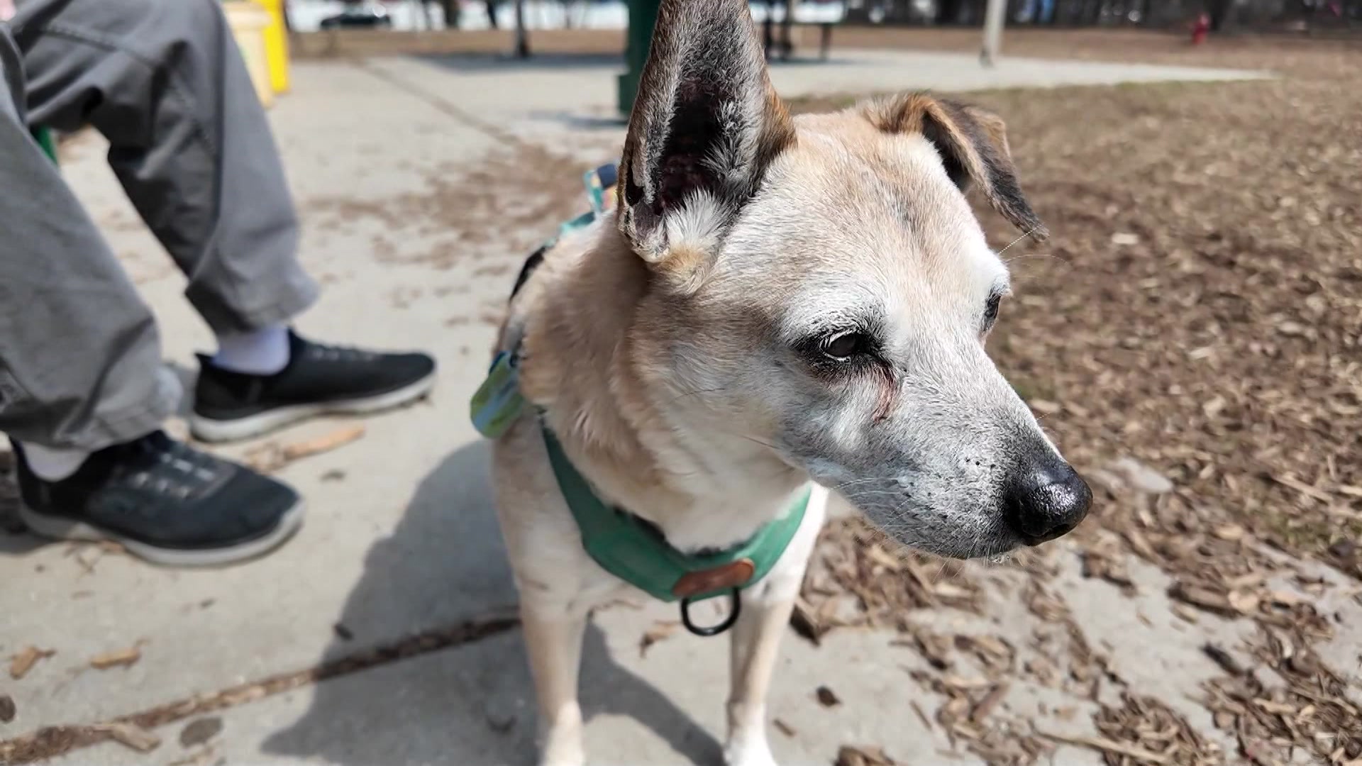 331taxinglongisland_2026-03-31-07-18-33