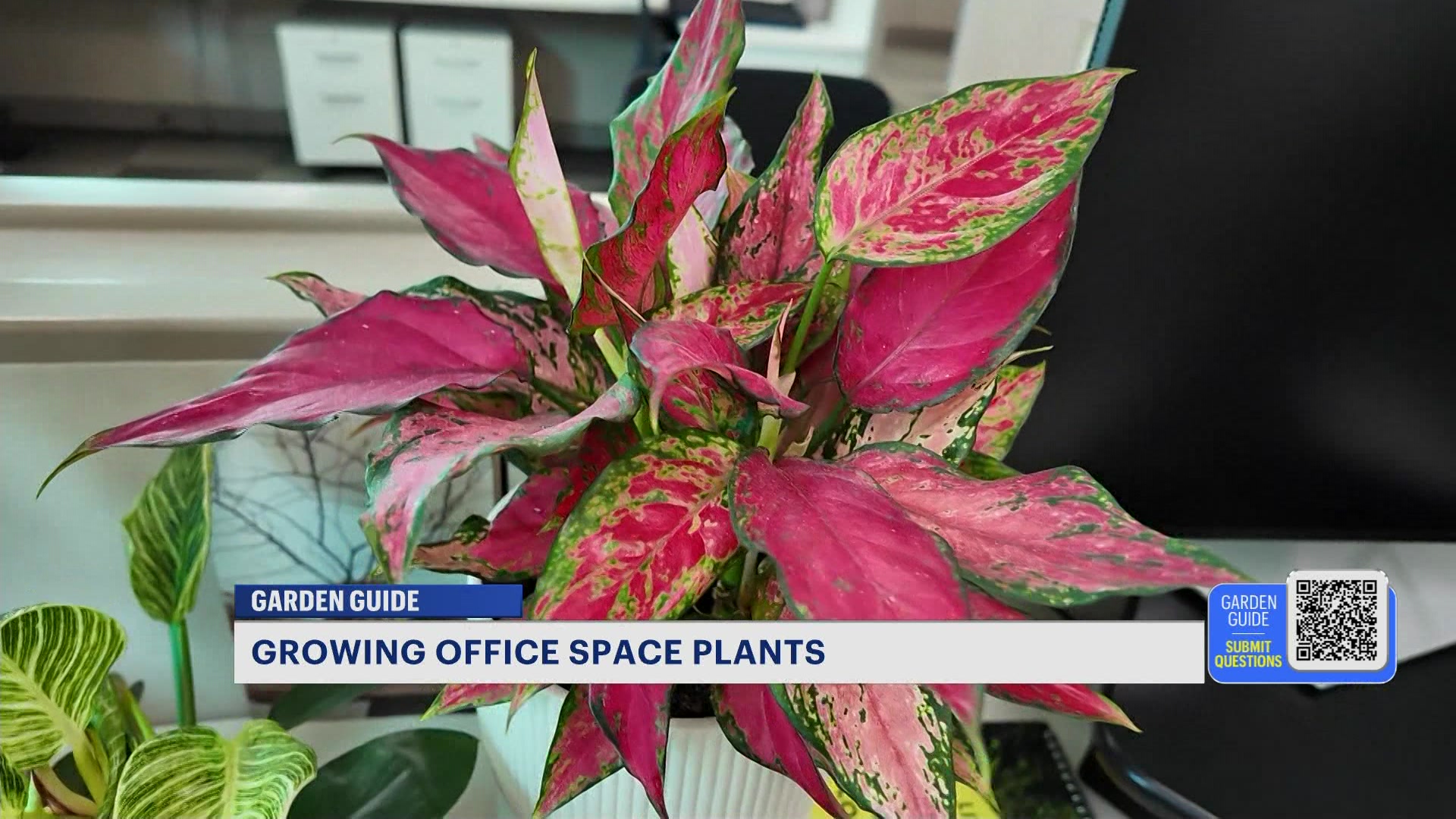 News 12 | Bronx | Is This The Easiest Houseplant Zz Plants Love