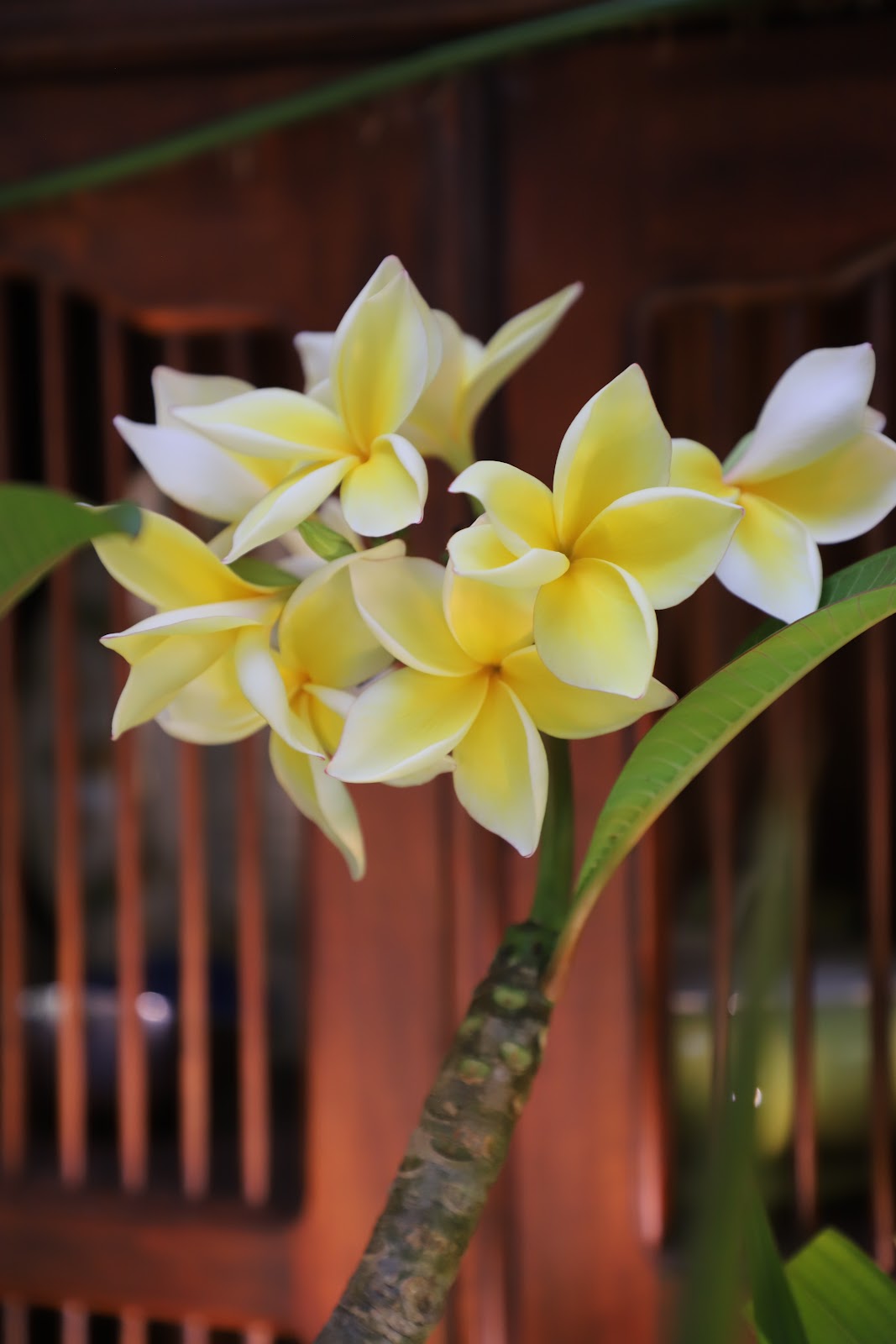 PLUMERIA CALIFORNIA SUNSET.jpeg