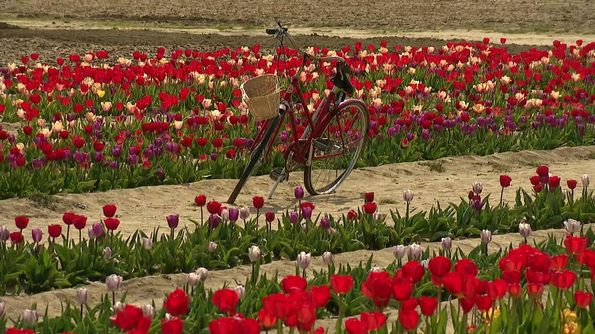 Walk through a beautiful field of tulips at Waterdrinker Family Farm in