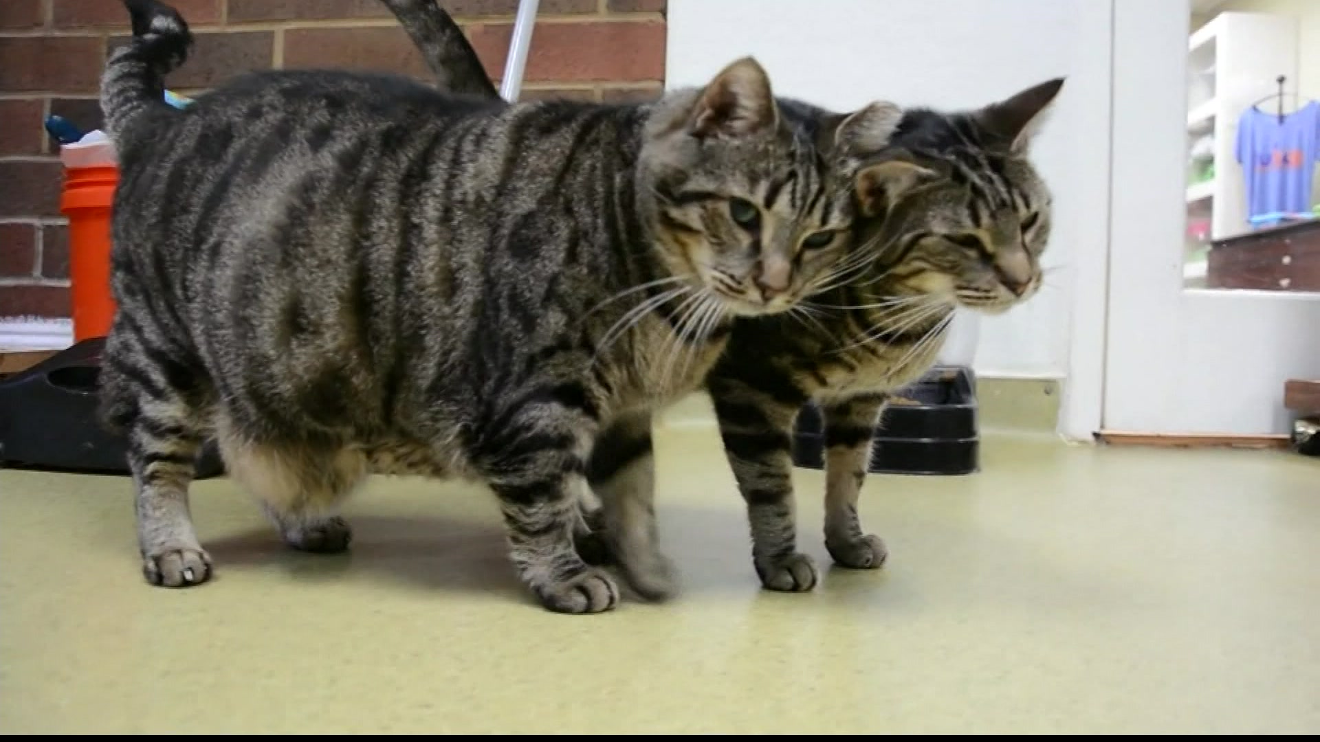 Pandemic pet returns are a problem, store owner says