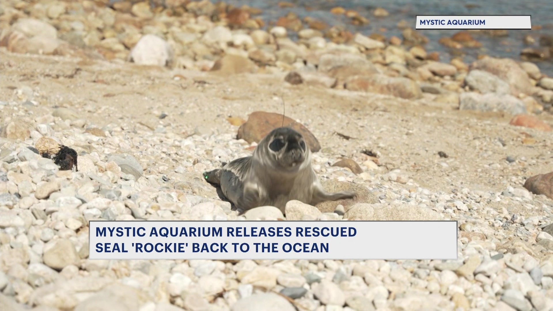 rockieseal0410_2026-04-10-17-06-41