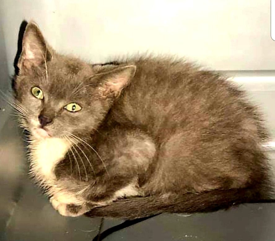 Article 41636 Thumbnail