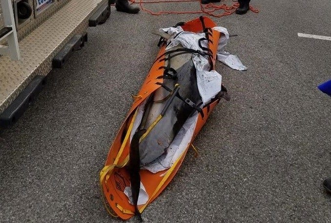 Article 114284 Thumbnail