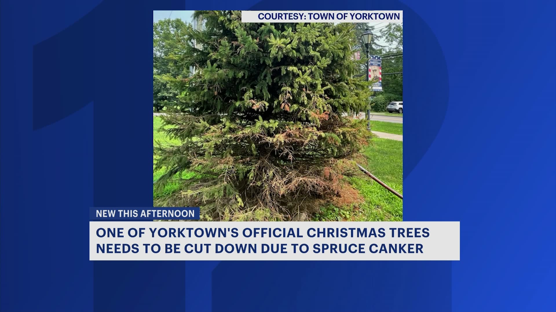 One of Yorktown's official Christmas trees to be cut down due to disease