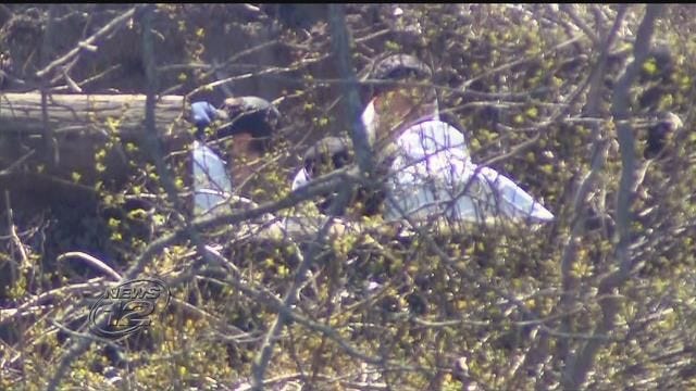 Article 122596 Thumbnail