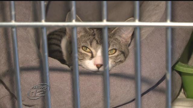 Article 134335 Thumbnail