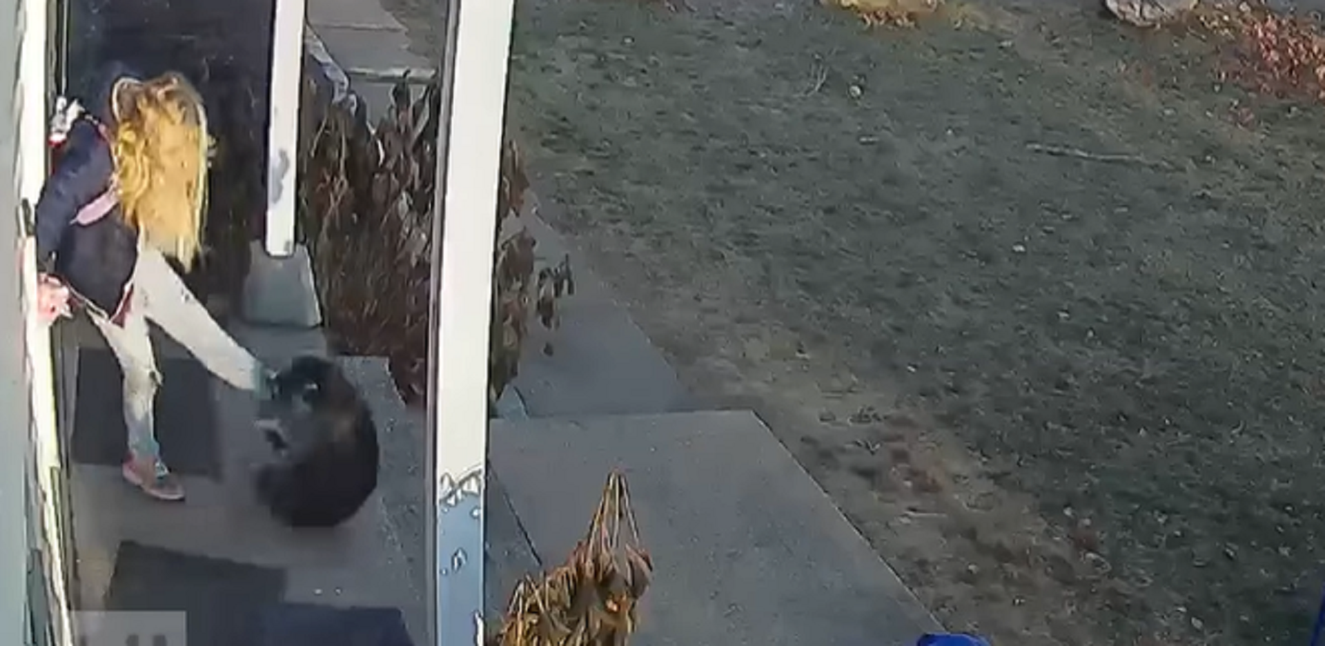 WILD VIDEO Young girl attacked by raccoon in Ashford, mom flings