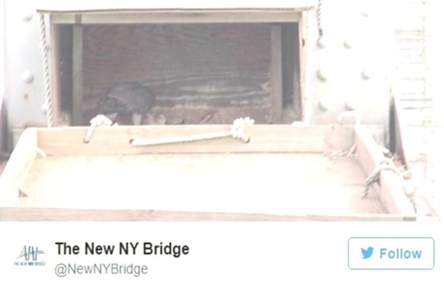 Article 114515 Thumbnail