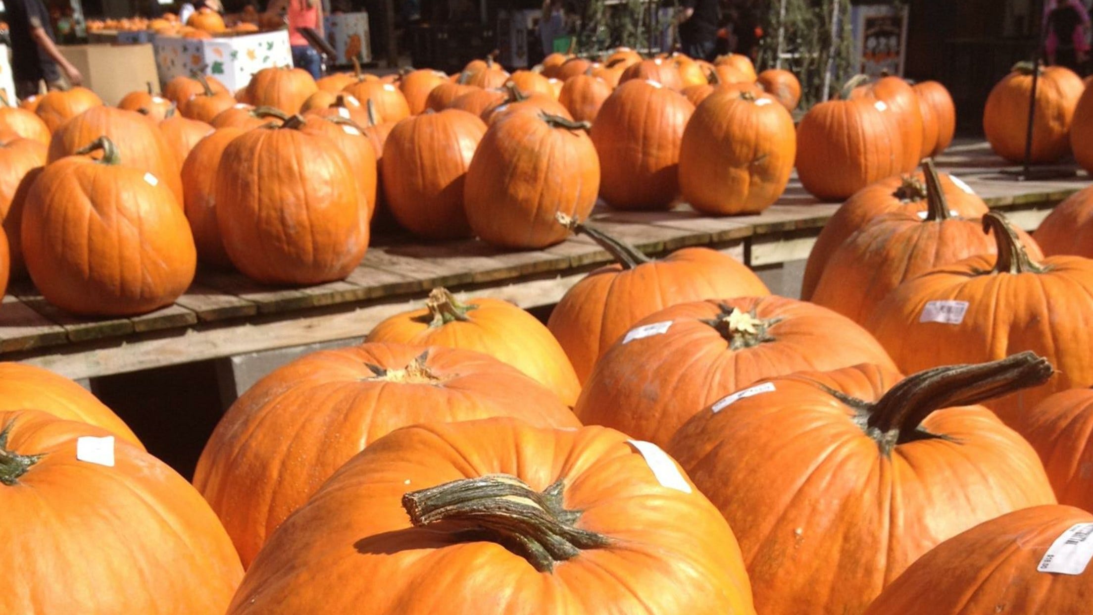 pumpkin picking and petting zoo long island