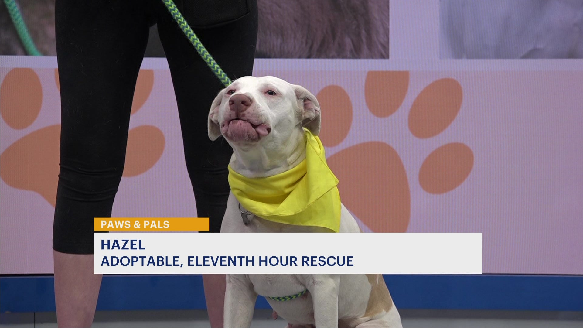 Paws & Pals: Hazel now up for adoption at Eleventh Hour Rescue