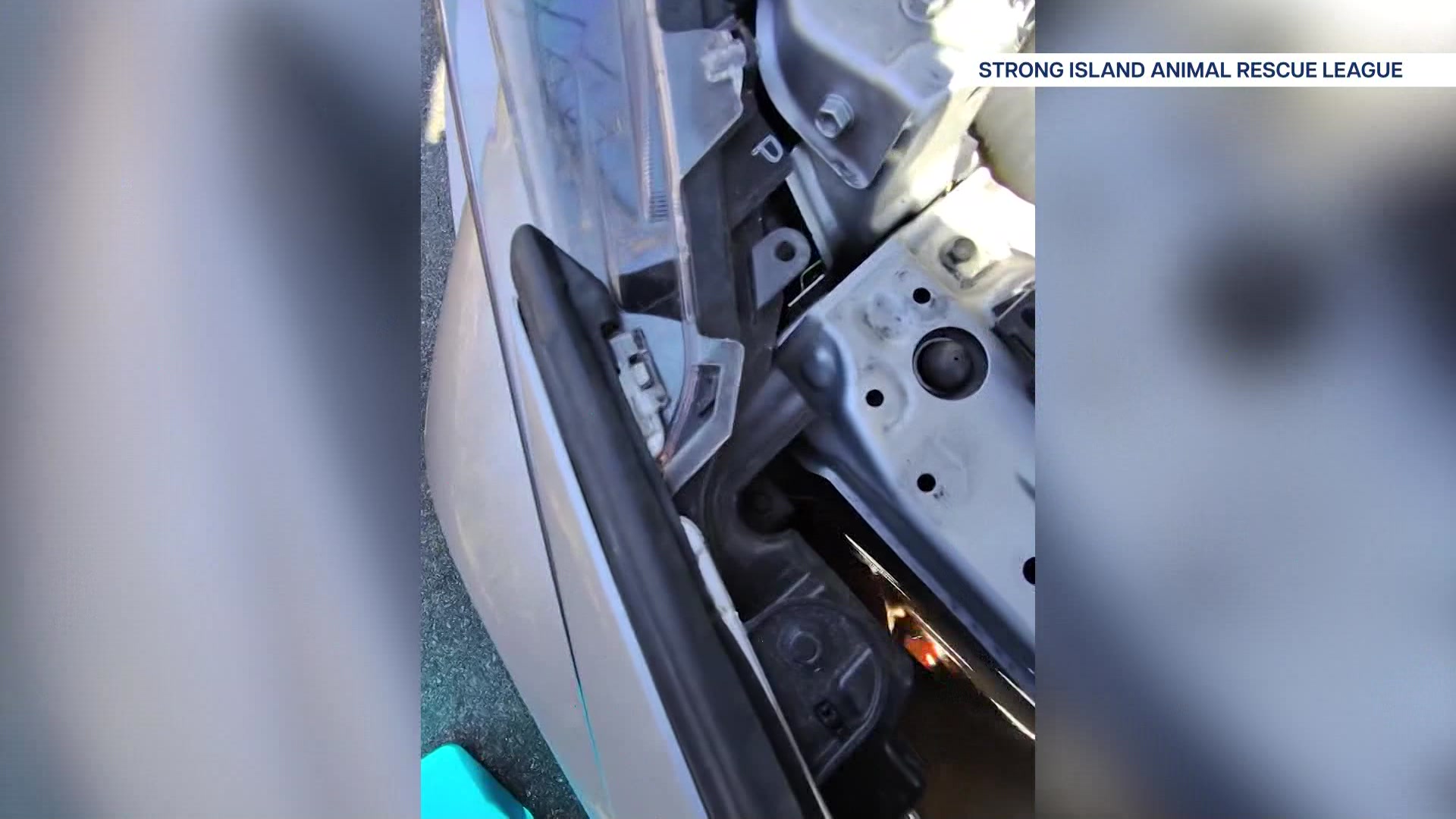 LIRABBITSAVED409_2026-04-09-06-02-28