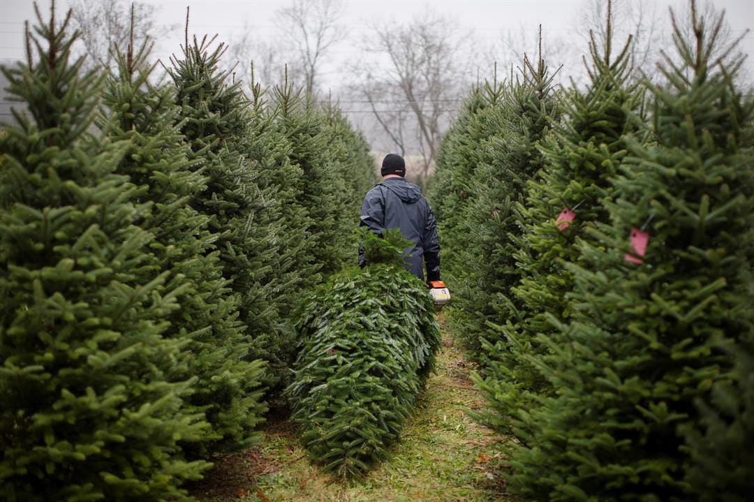 Guide Christmas Tree Farms on Long Island