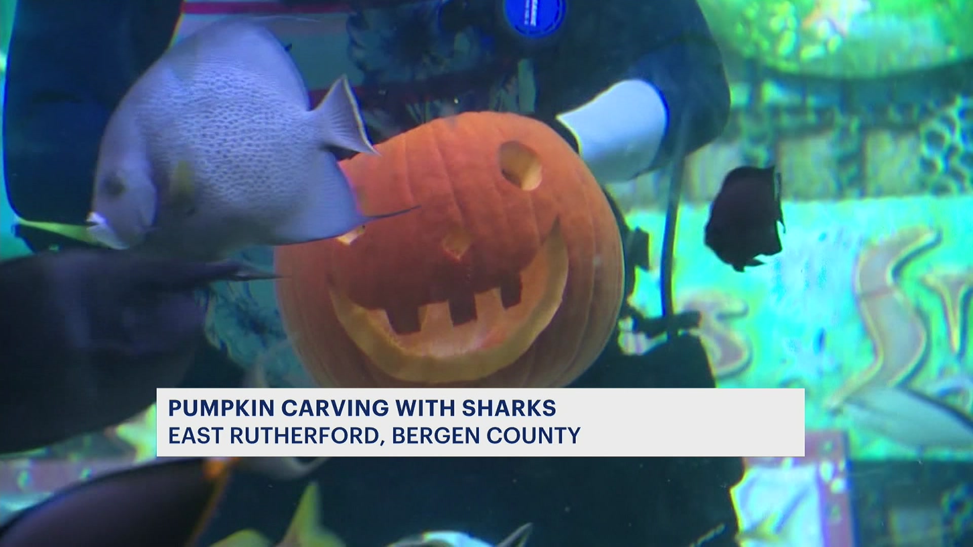 Divers Carve Jack O’ Lanterns Inside SEA LIFE Aquarium Shark Tank