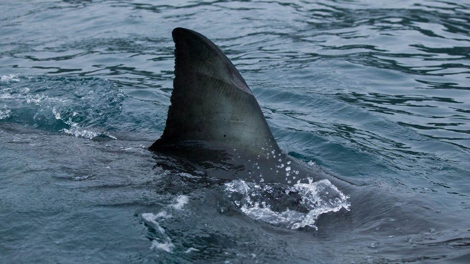 Article 14258 Thumbnail