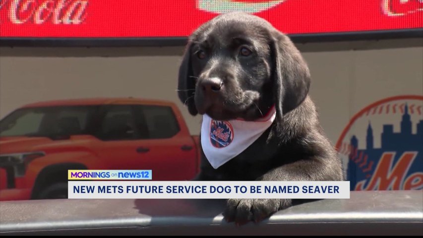 New York Post: Meet Seaver: The Mets' new service dog! - The Amazin' Mets  Foundation