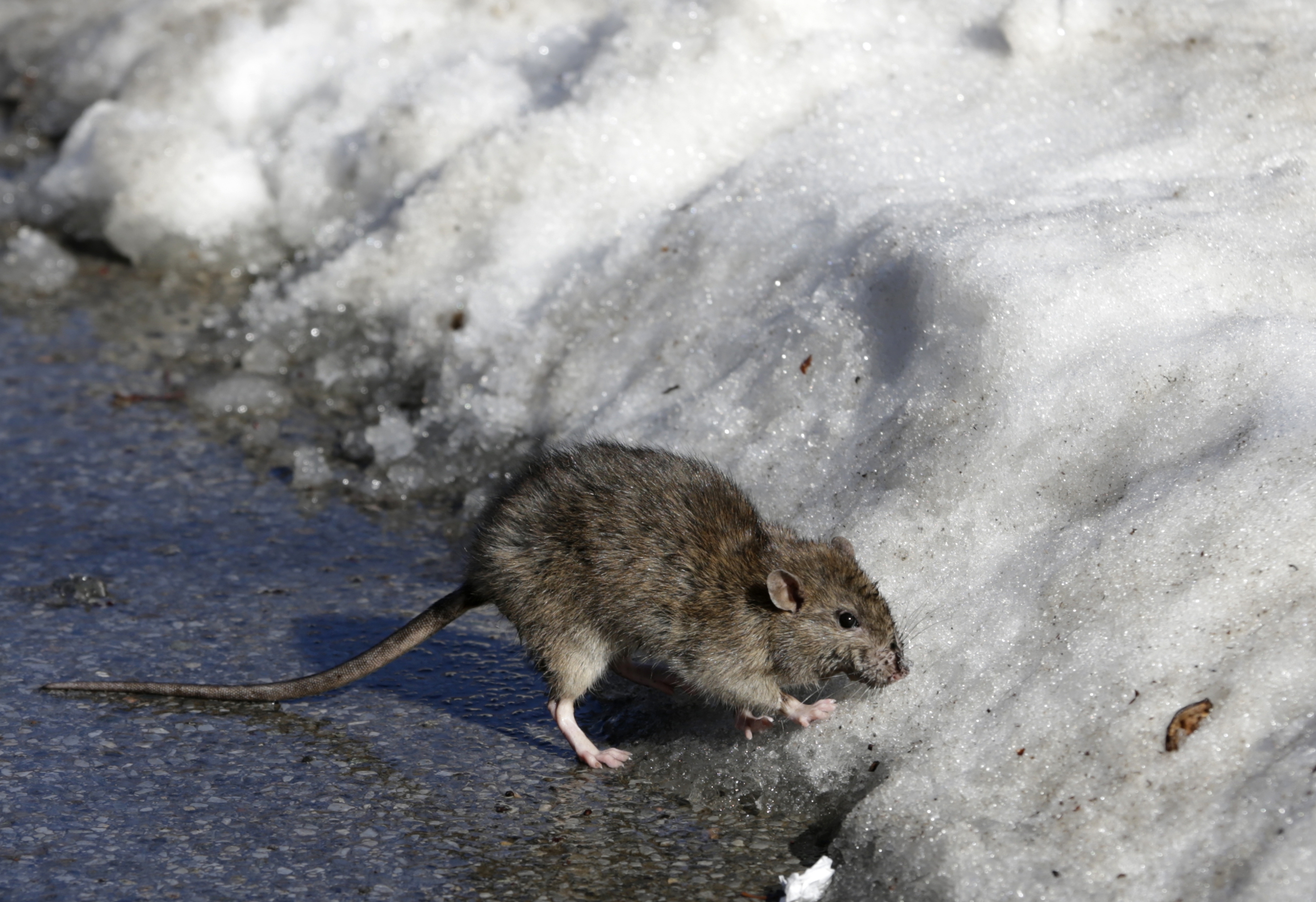 News 12 | Bronx | Cold Snap Chills New York Citys Rats And Heats