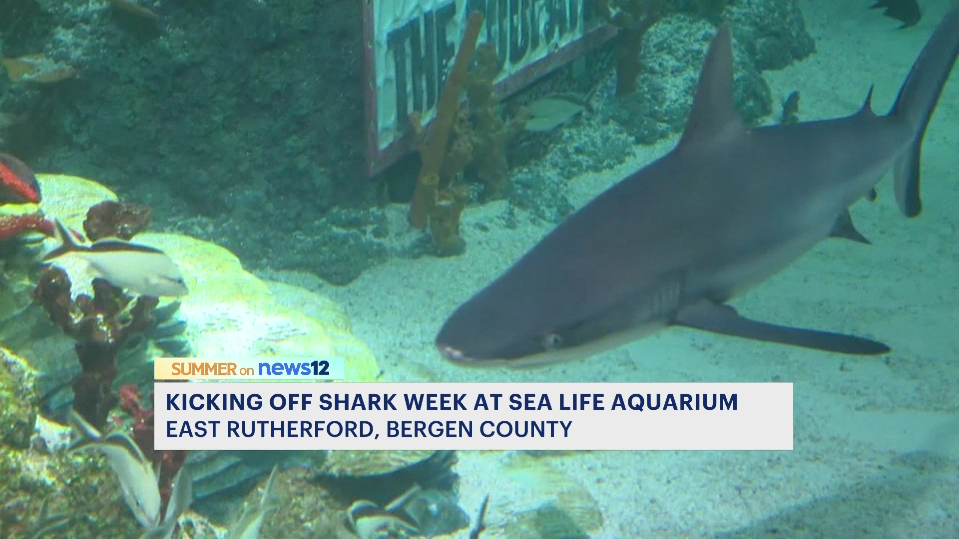 Shark Week 2022 at Sea Life New Jersey, American Dream Mal