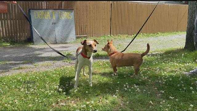 Paws & Pals Dogs up for adoption at Kent Animal Shelter on June 26