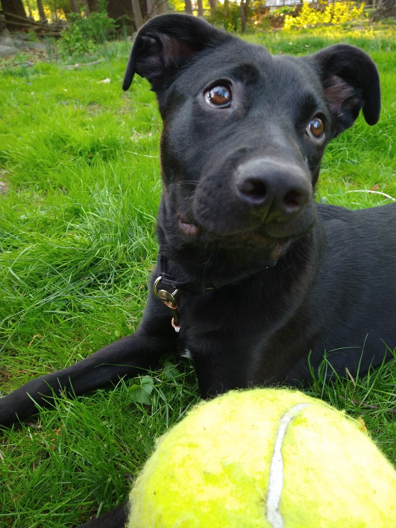 Paws & Pals: Meet goofy lab-German Shepard mix Wallie
