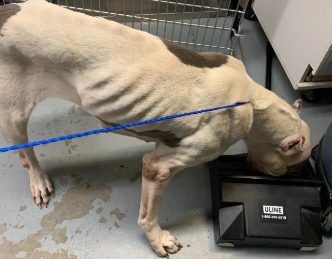 Article 19431 Thumbnail