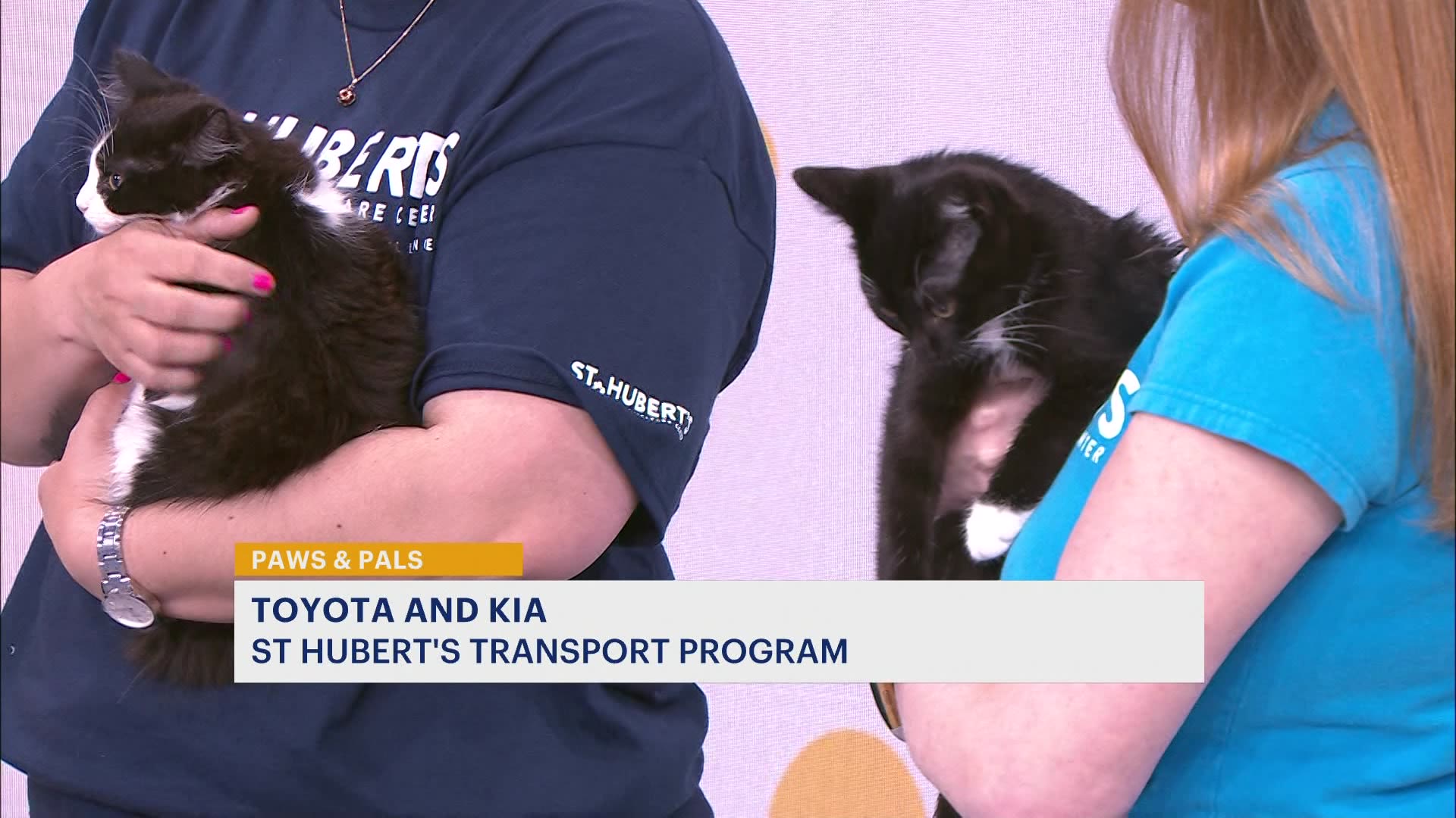 Paws & Pals Adoptable pets rescued from Vermont floods arrive in New