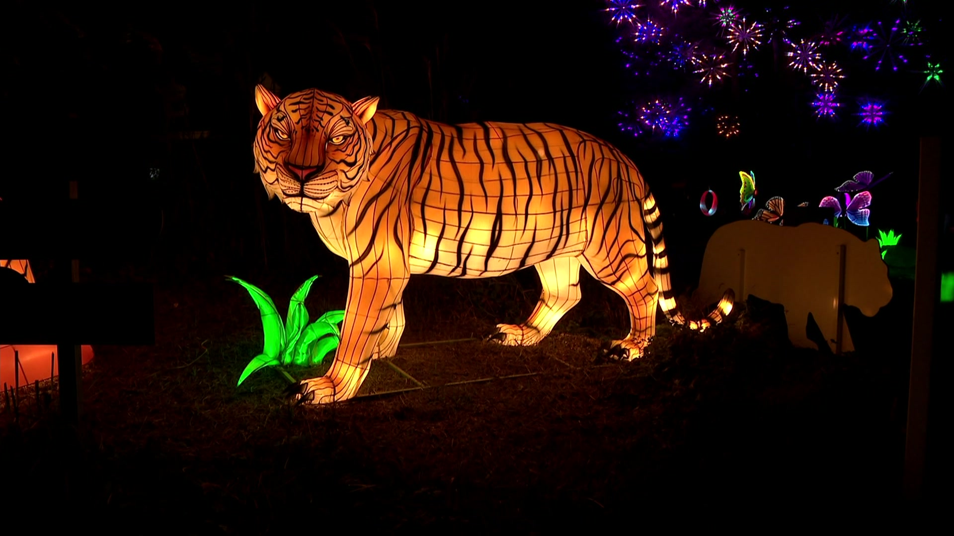 Road Trip Glow Wild Lantern Festival lights up the night at Beardsley Zoo