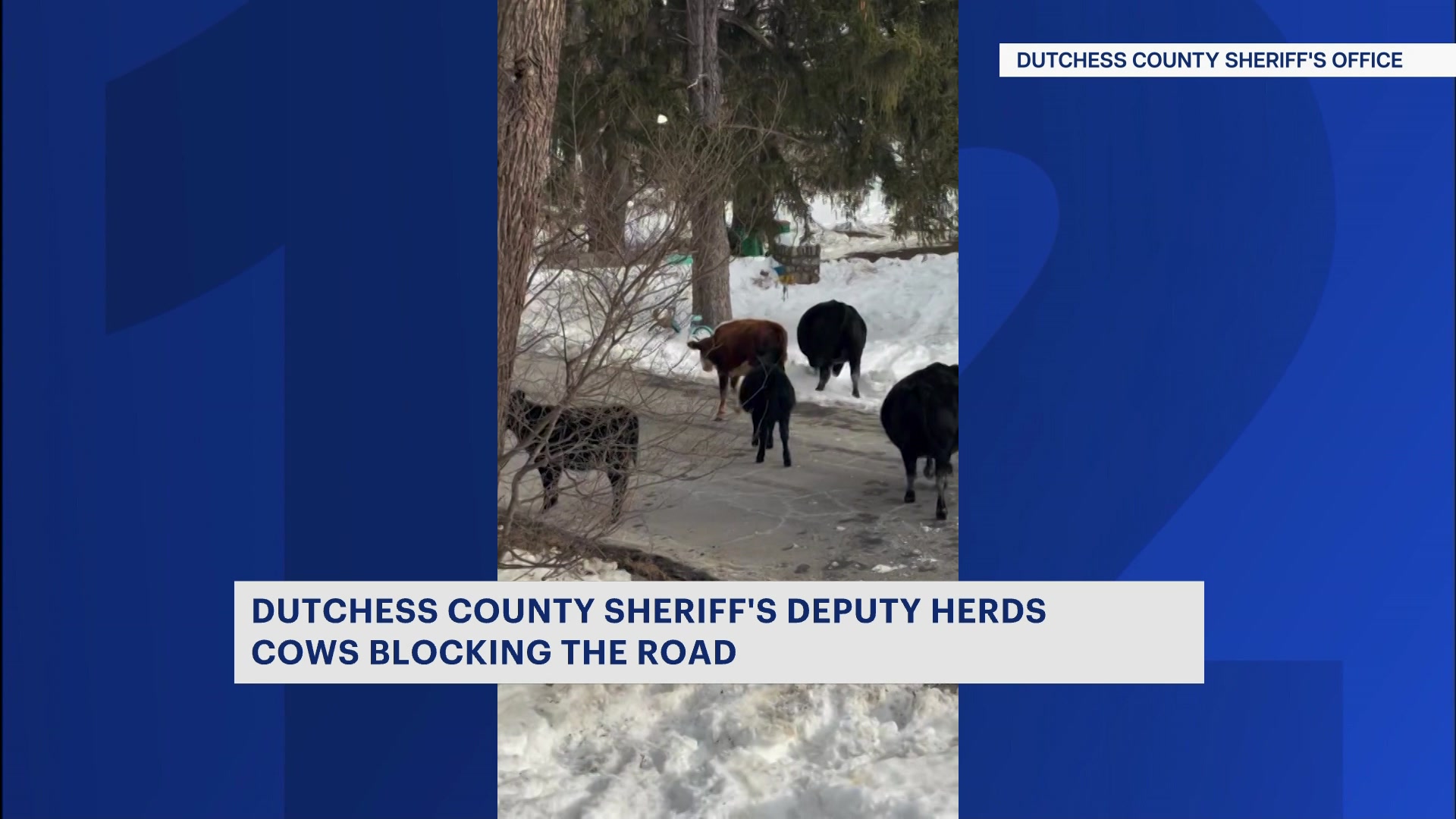 292026WCcows_2026-02-09-06-02-19