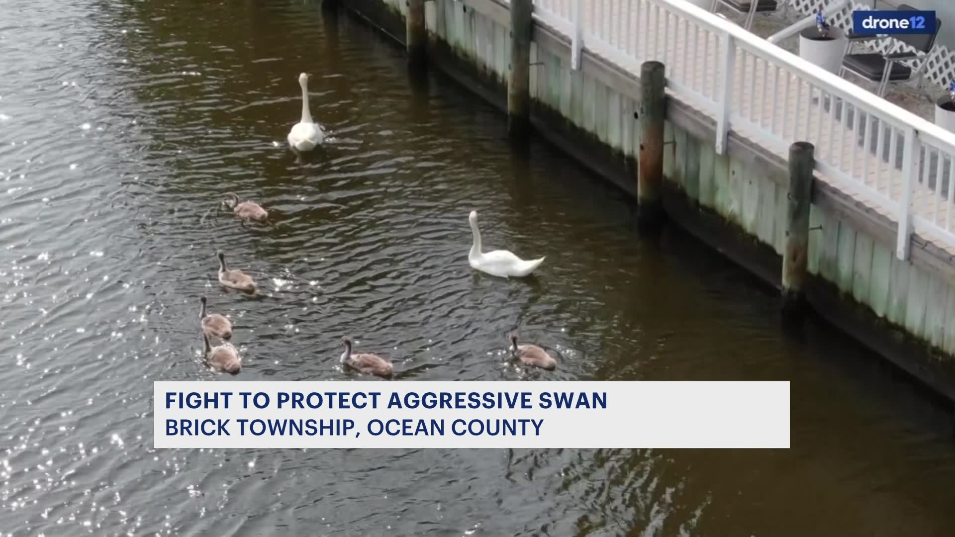 Neighbors fight to save life of swan deemed ‘too aggressive’ in Brick