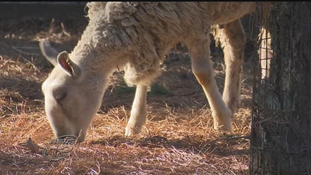 Article 108460 Thumbnail