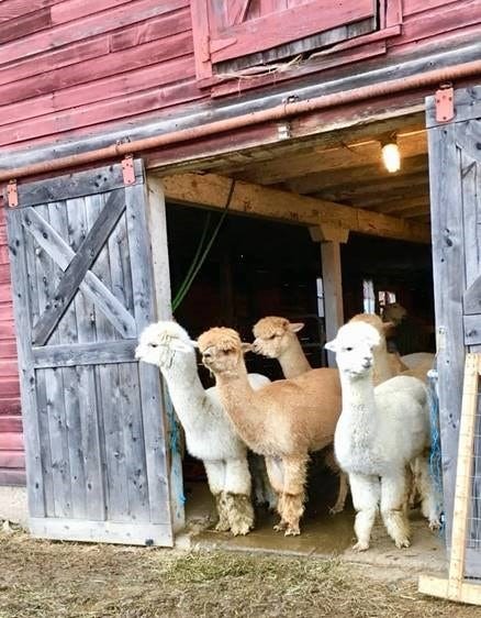 Article 41137 Thumbnail