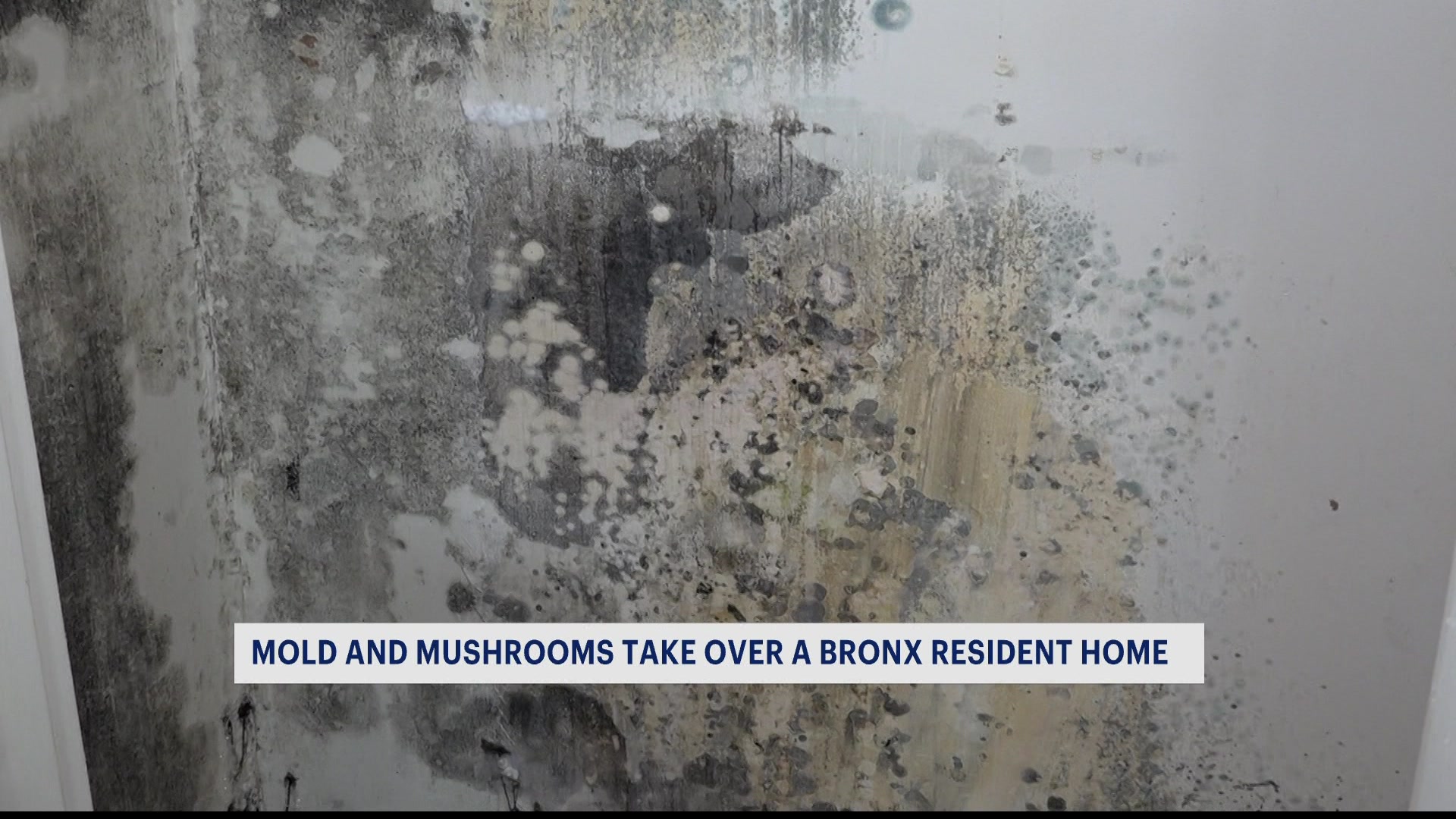 Resident says she lived next to black mold for months at Tampa apartment  complex