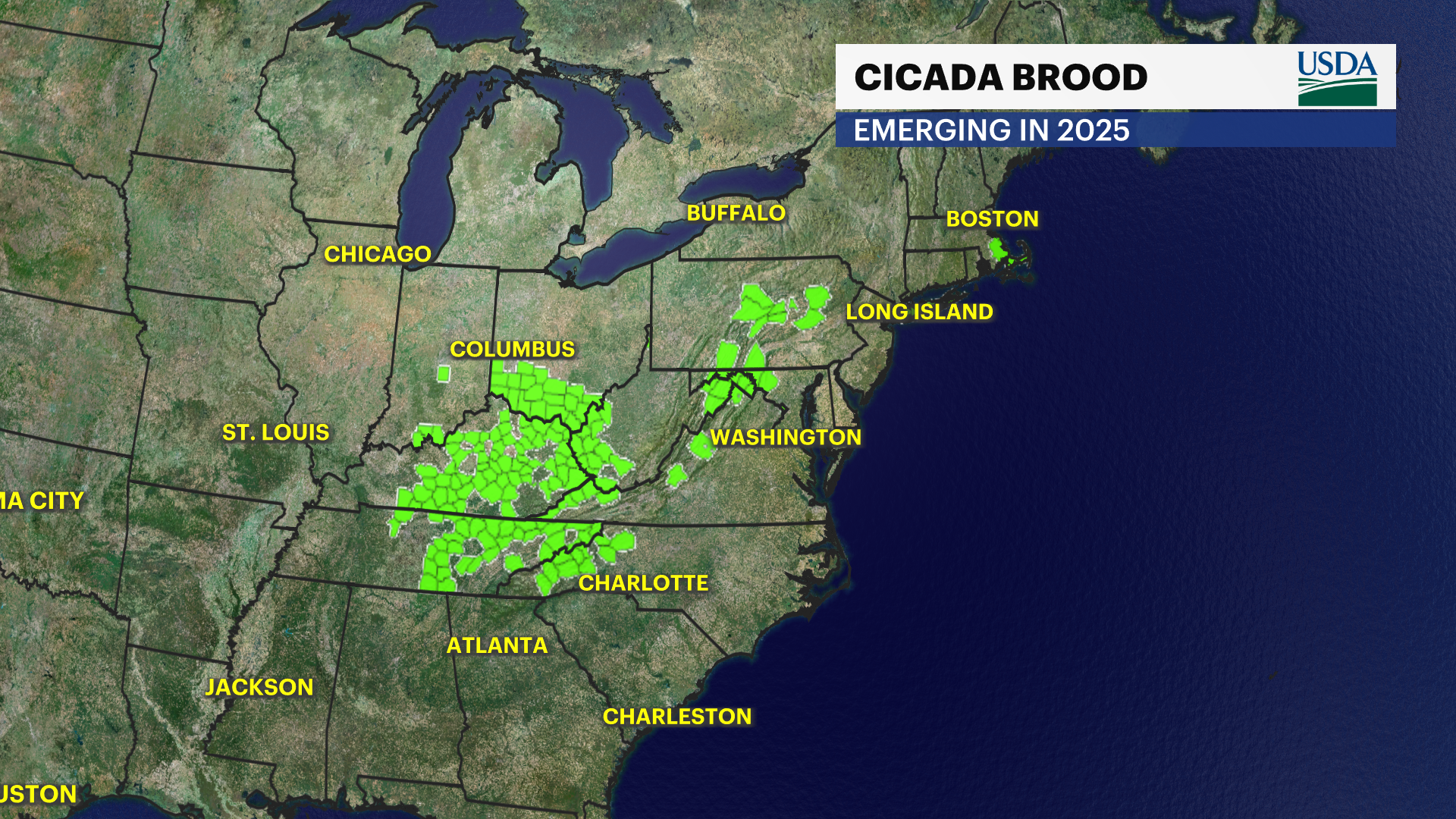 CICADA WIDE VIEW.png