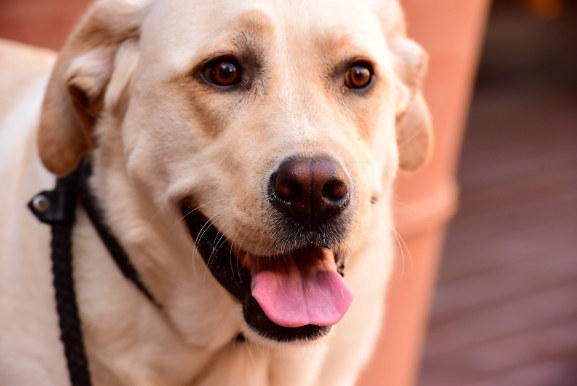 Article 108058 Thumbnail