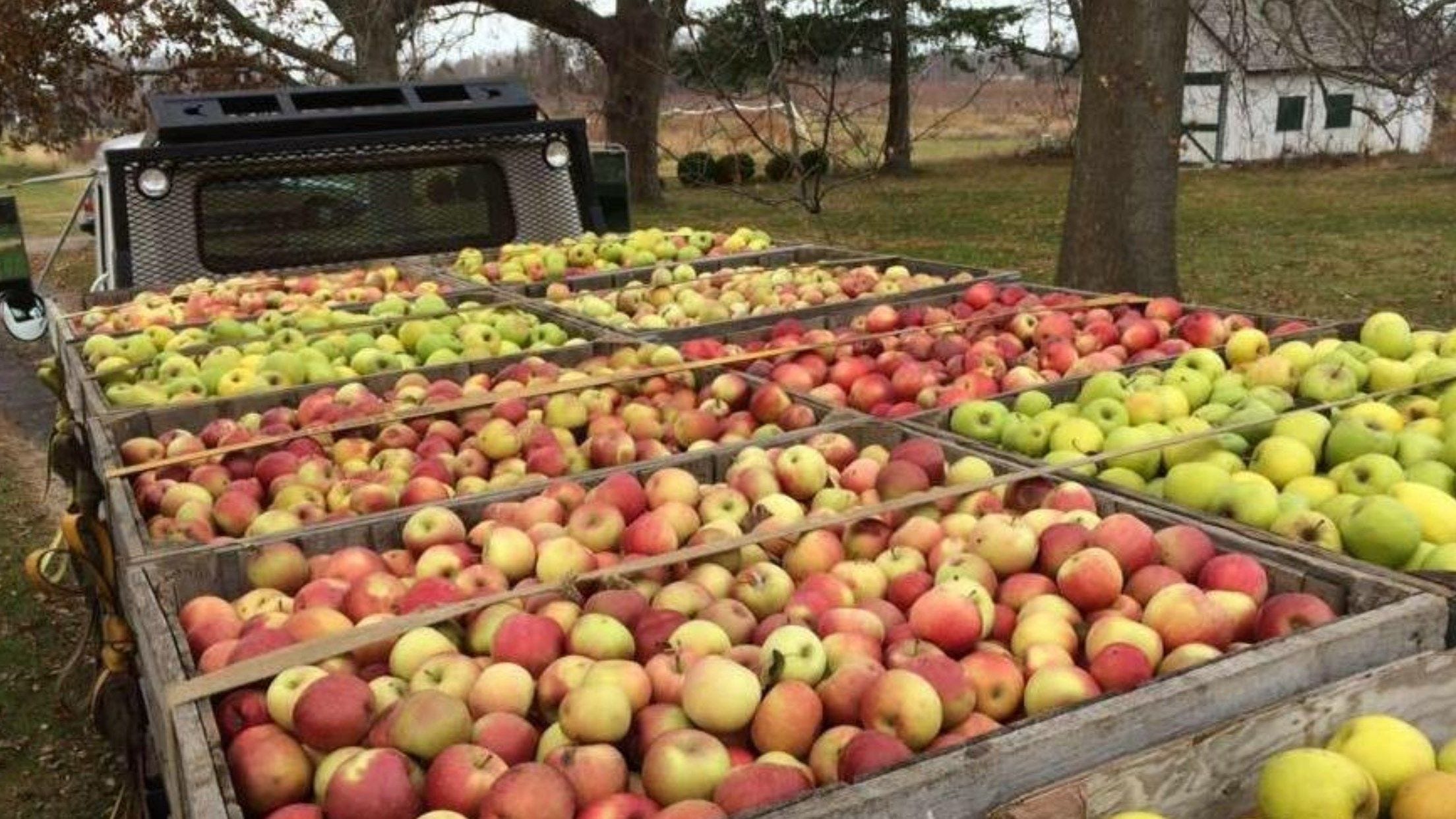 Guide Apple Picking on Long Island