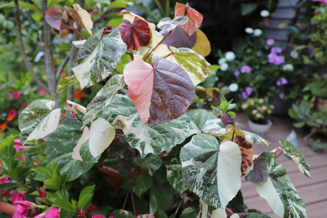 Variegated Hibiscus .jpeg