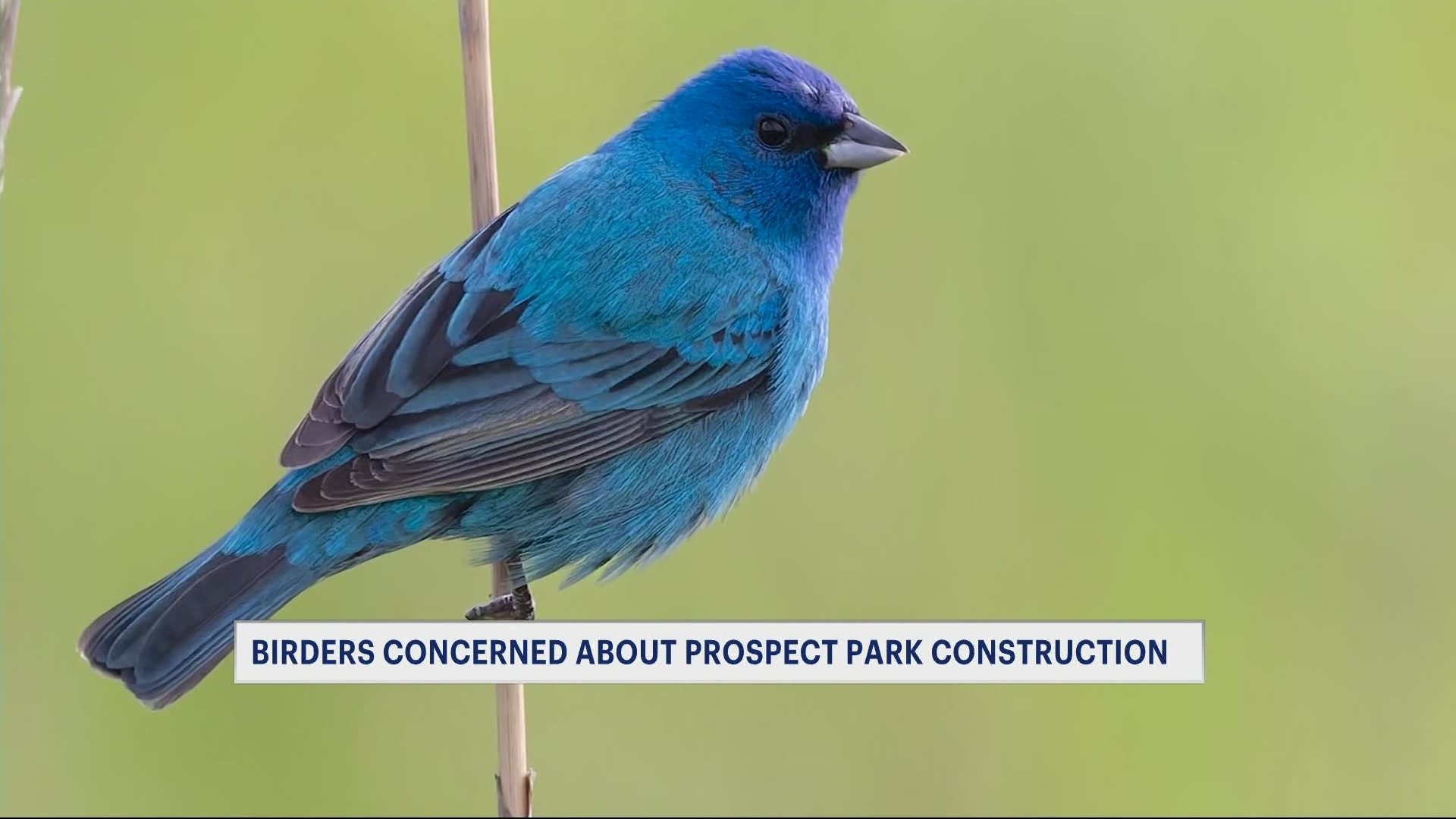 birdwoesCM_2026-04-13-17-53-45