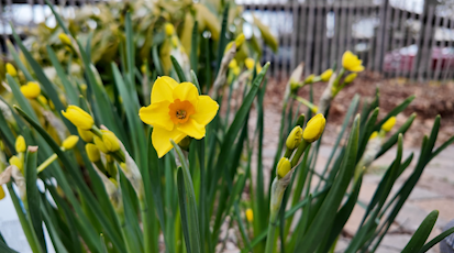 JONQUIL DAFFODIL.PNG
