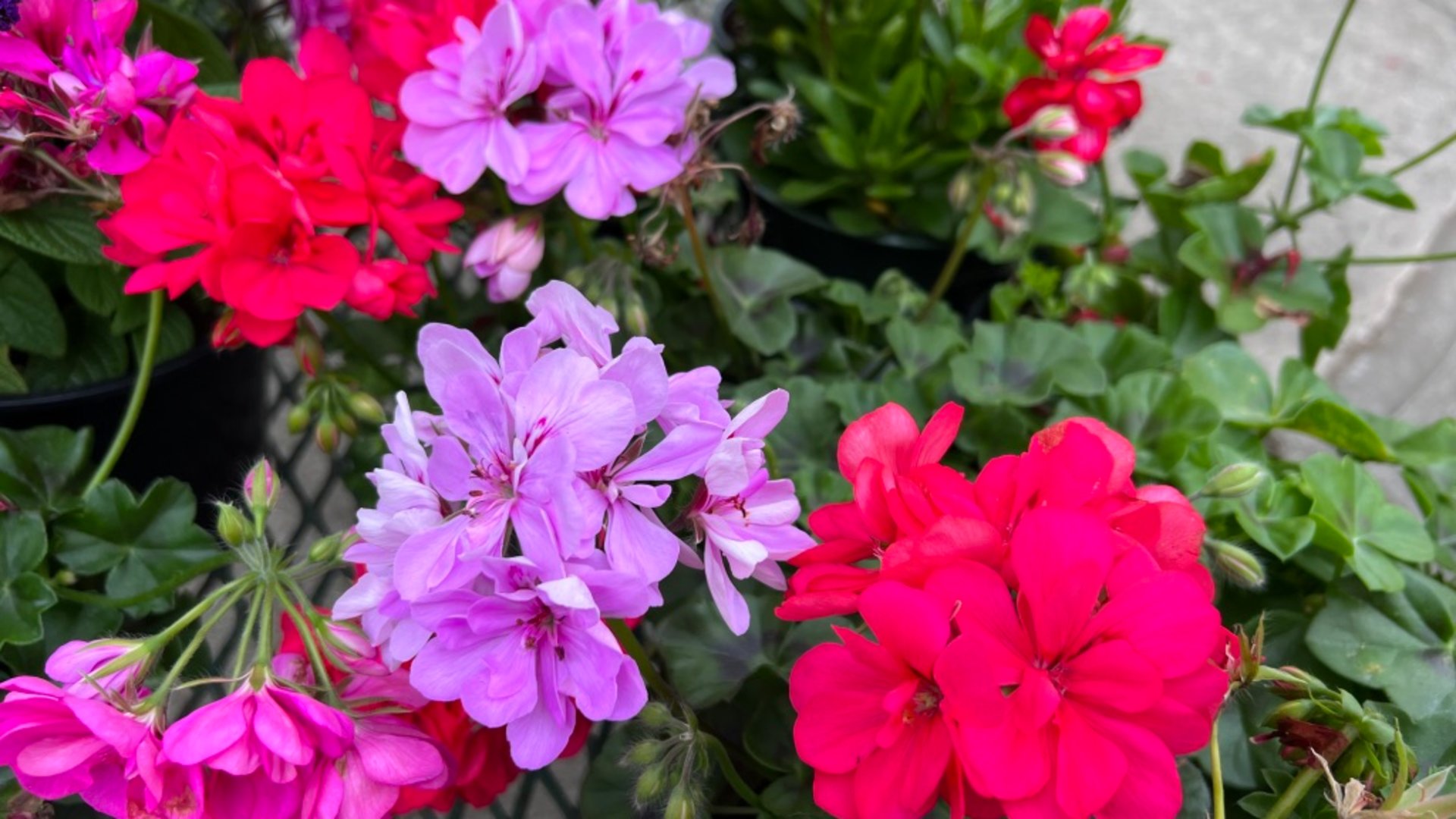 Garden Guide: This is why you should grow Geraniums this summer