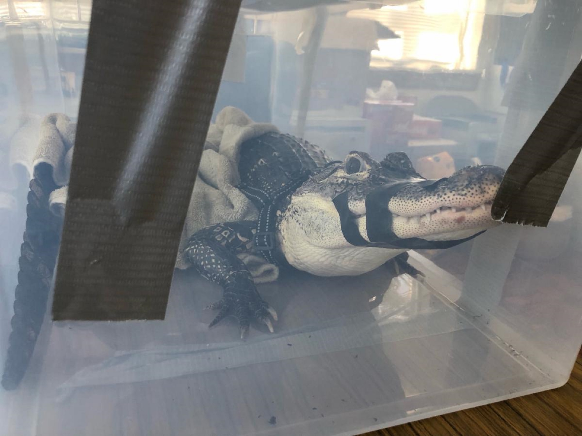 5-foot alligator surrendered by owner to Suffolk County SPCA