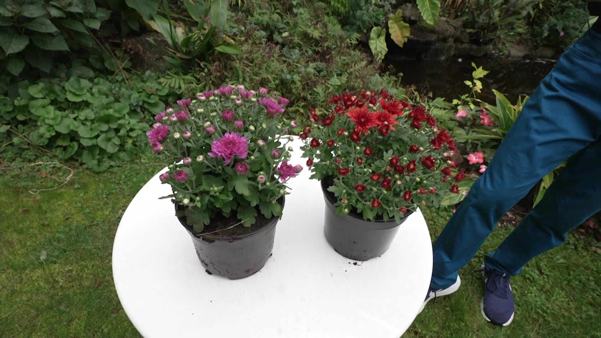 Garden Guide How to take care of Chrysanthemums