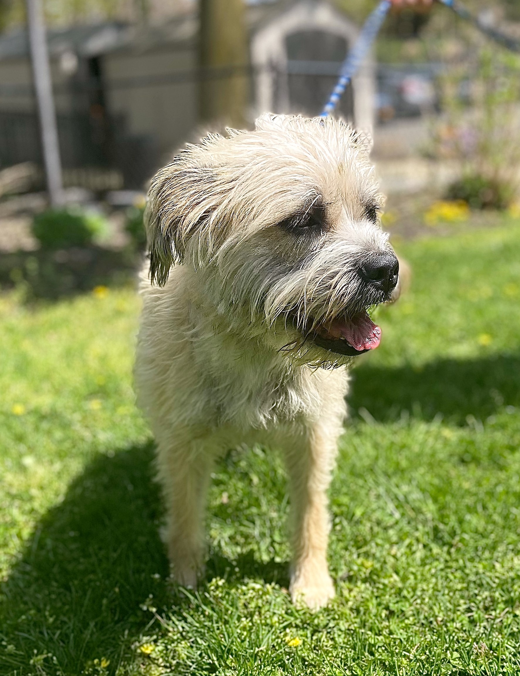 Paws & Pals Dogs up for adoption at Little Shelter on May 21