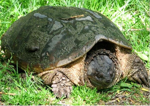 Freehold Man Pleads Guilty To Smuggling Box Turtles From Oklahoma