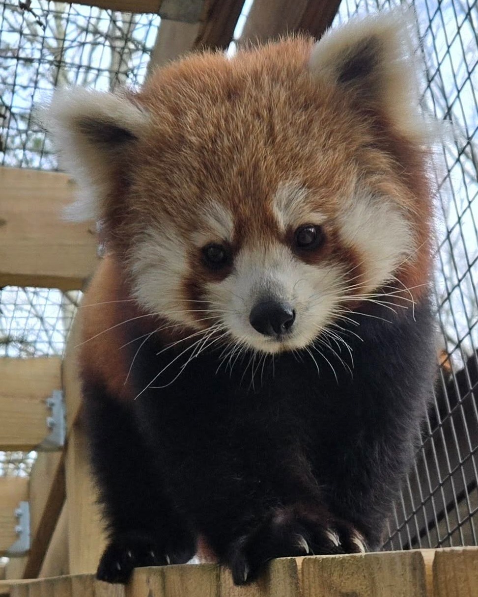 Cape May red panda.jpg