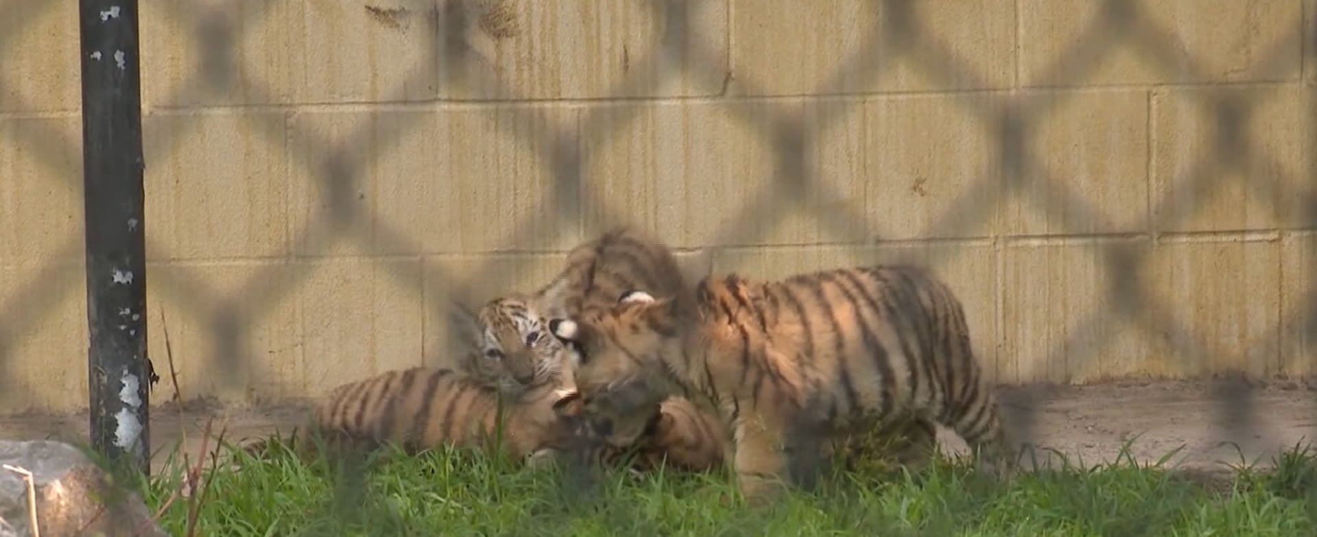 5 tiger cubs of endangered species born, increases percentage